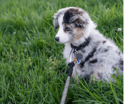 puppy zindelijk maken uitlaten