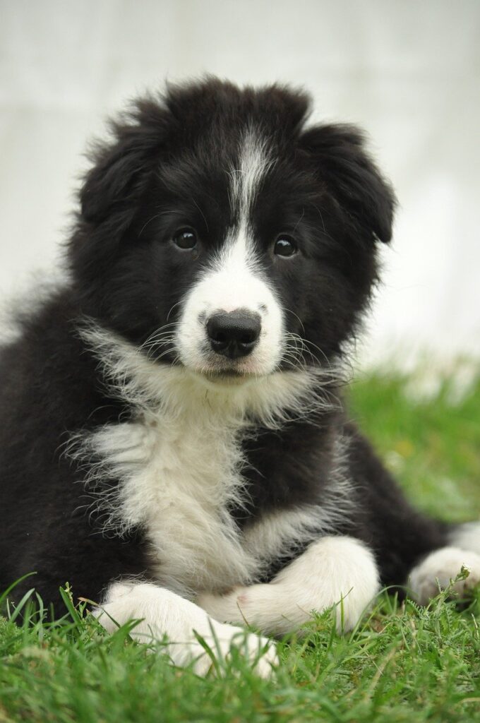 border collie, puppy, dog, populaire hondenrassen nederland