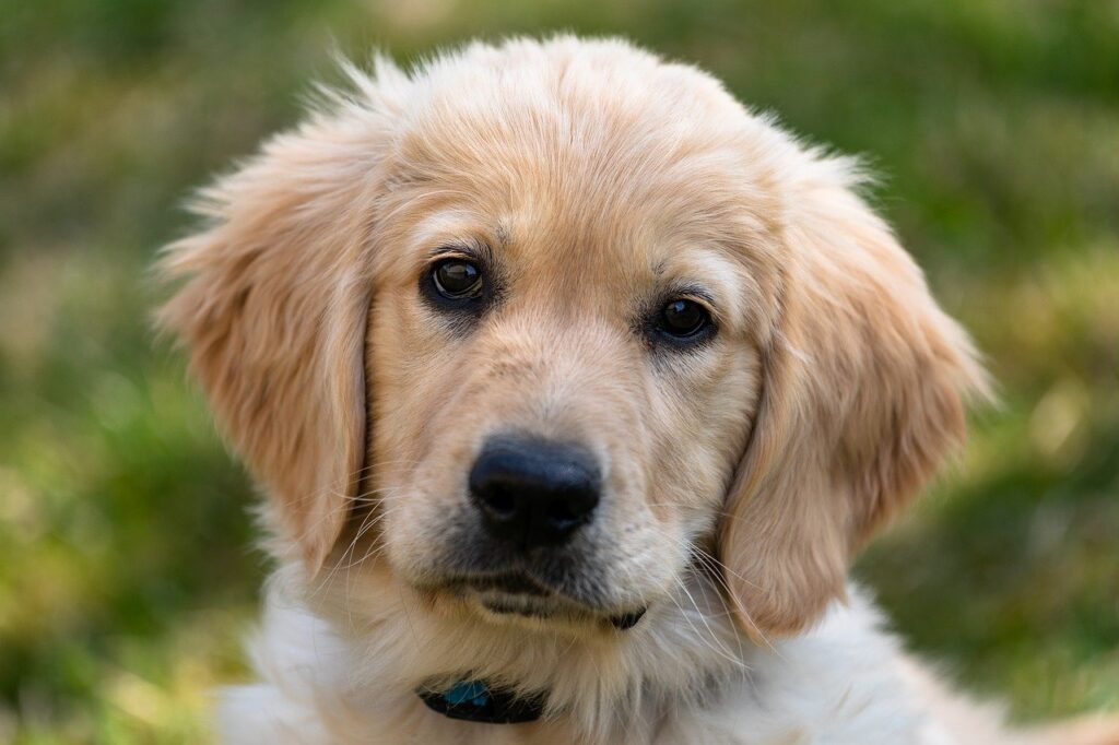 golden retriever, puppy, dog, populaire hondenrassen nederland