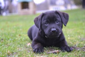 labrador, puppy, black lab, populaire hondenrassen nederland