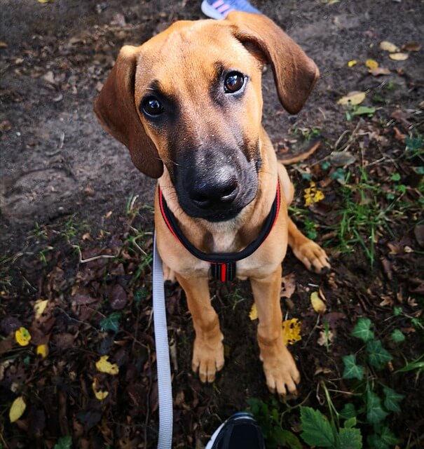 rhodesian ridgeback, populaire hondenrassen nederland