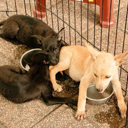 puppy bijten afleren nest