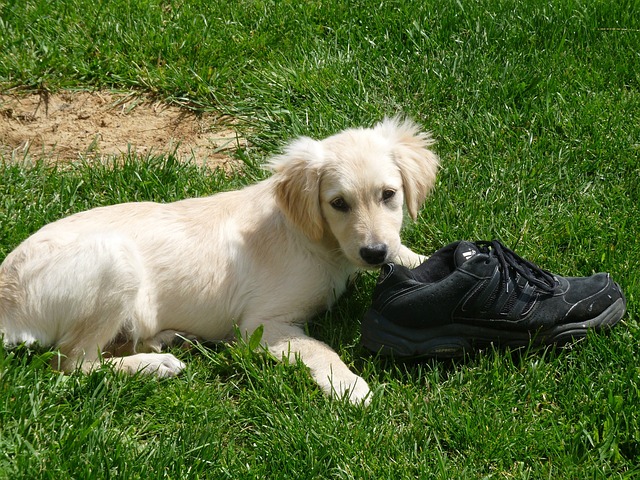 puppy bijten afleren schoen