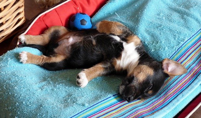 pup ophalen bij fokker mand