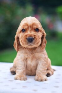 coker, spaniel, english, puppy