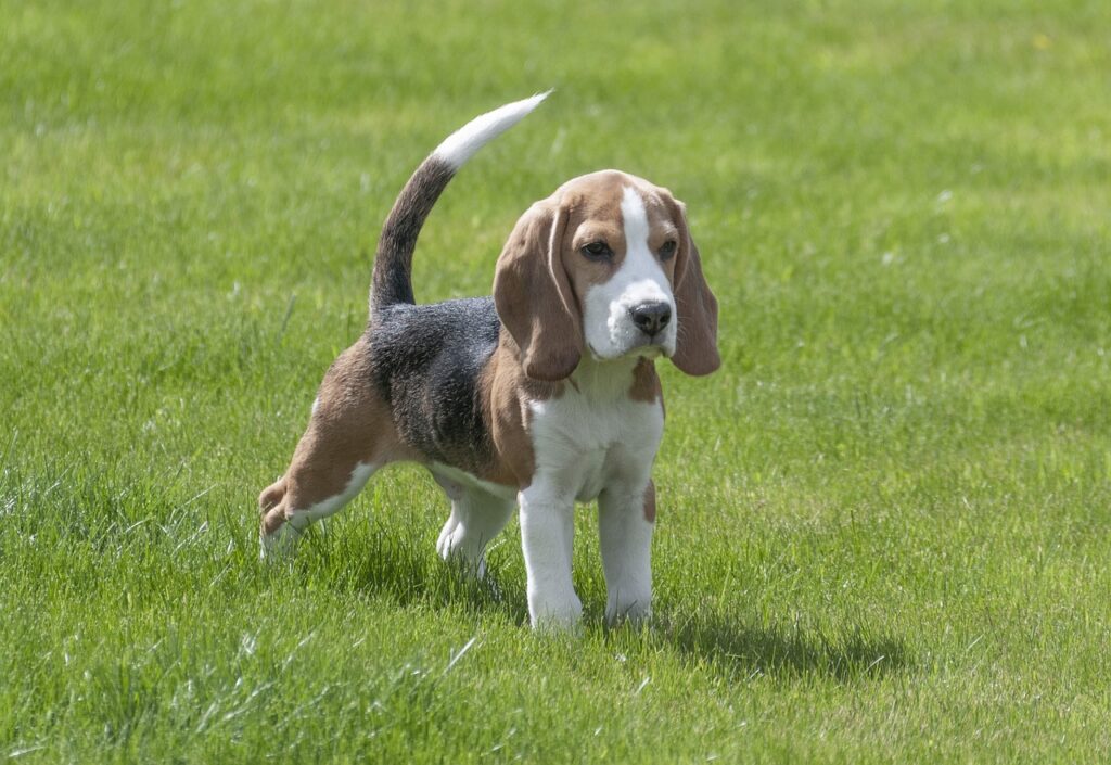 beagle, dog, puppy, beagel