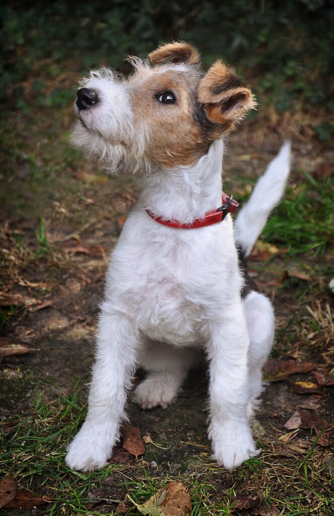 dog, fox terrier, foxl-2668442.jpg