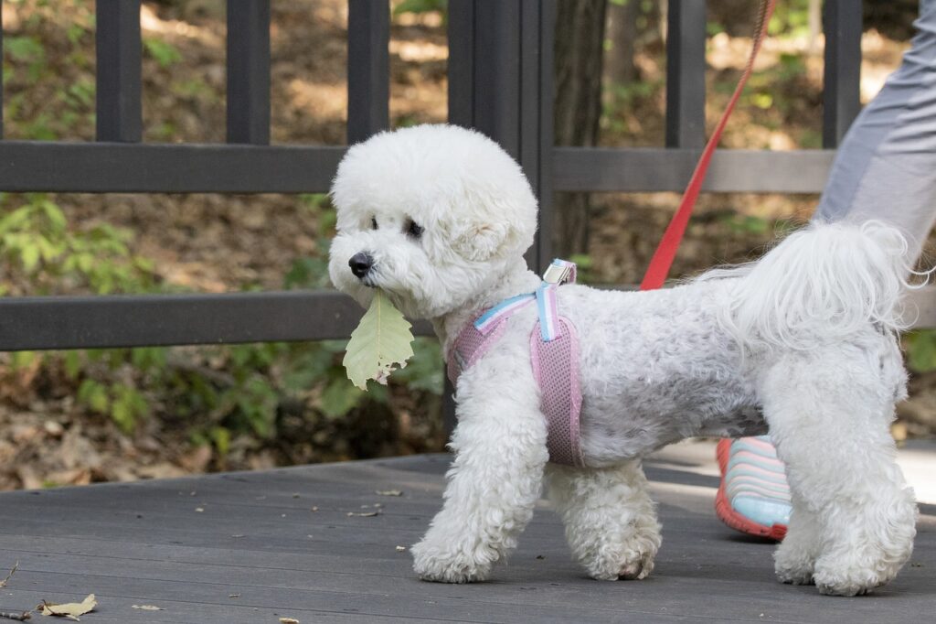 pet dog, puppy, walk-3704090.jpg