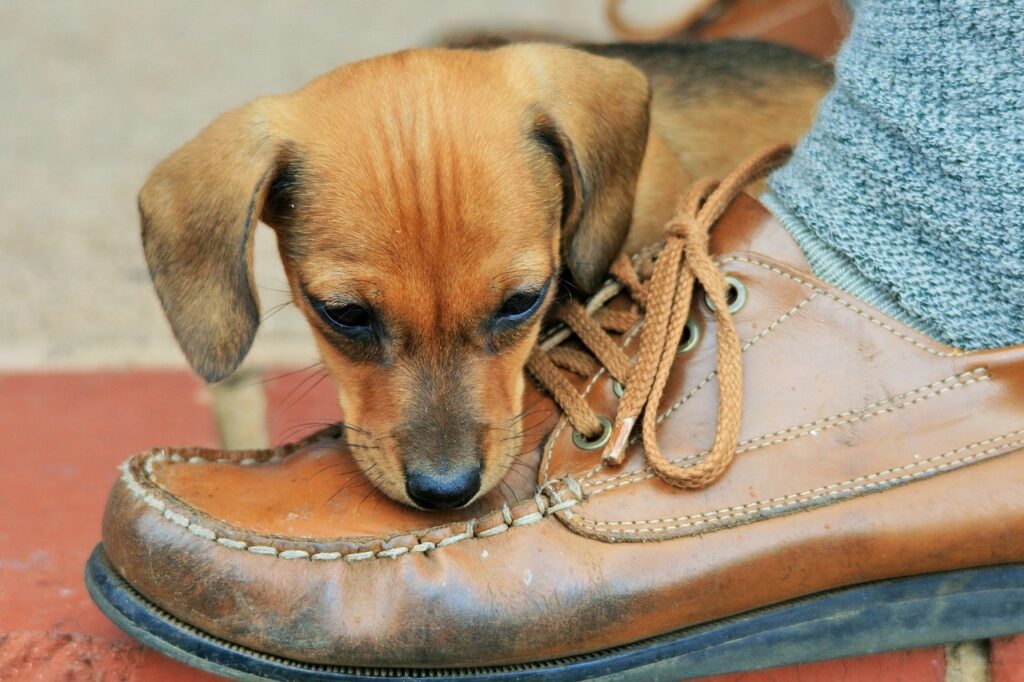 puppy, brown, shoe-316076.jpg